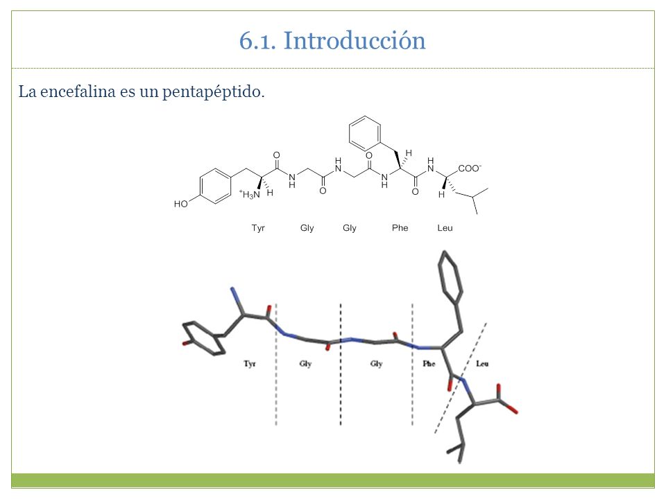 6.1. Introducción La encefalina es un pentapéptido.