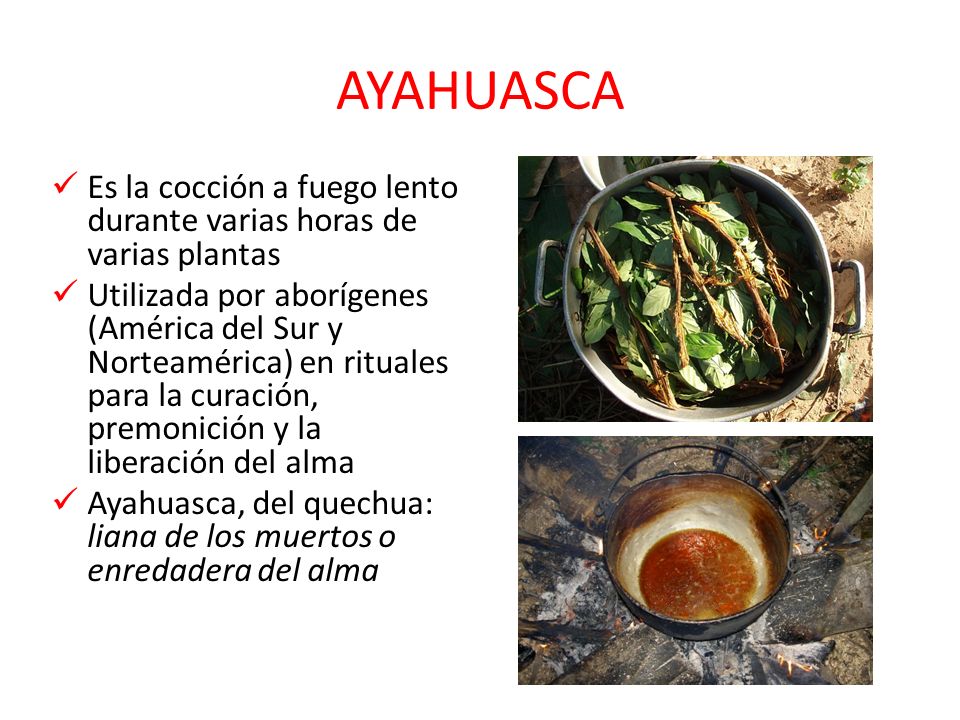 AYAHUASCA Es la cocción a fuego lento durante varias horas de varias plantas.