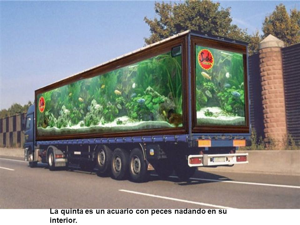 La quinta es un acuario con peces nadando en su interior.