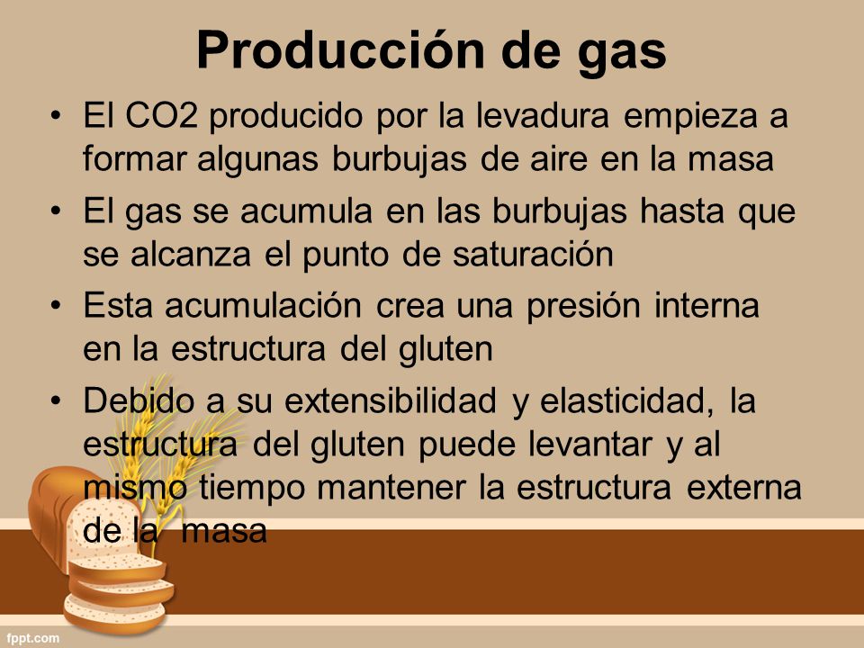 Producción de gas El CO2 producido por la levadura empieza a formar algunas burbujas de aire en la masa.