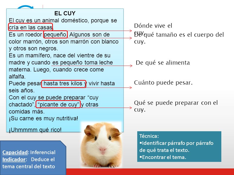 EL CUY El cuy es un animal doméstico, porque se cría en las casas.