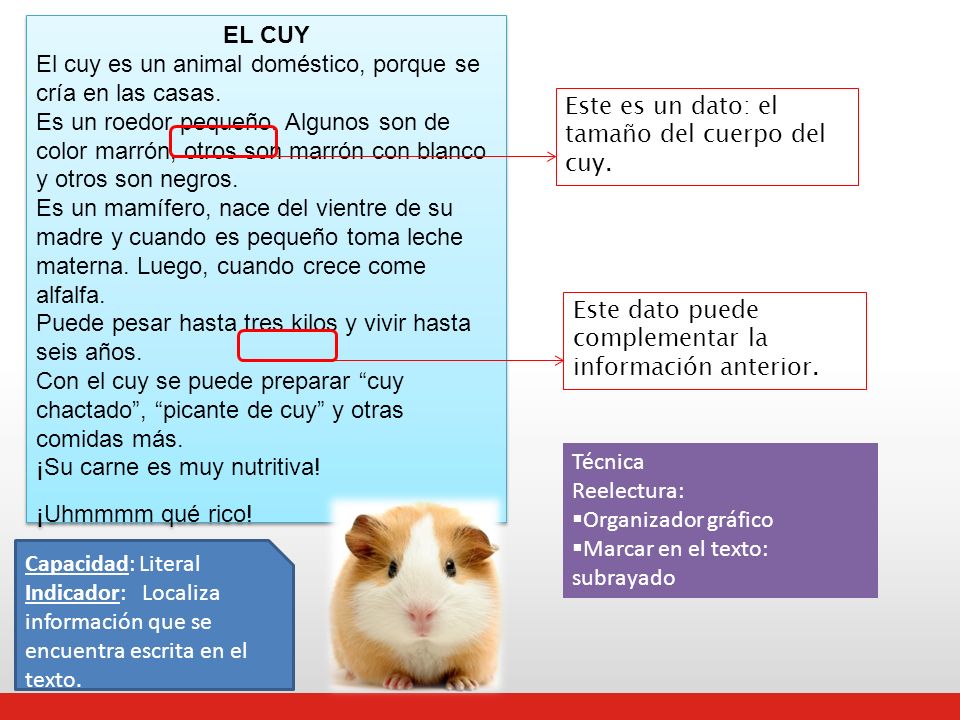 EL CUY El cuy es un animal doméstico, porque se cría en las casas.