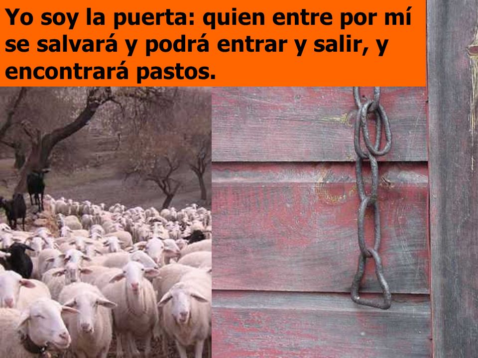 Yo soy la puerta: quien entre por mí se salvará y podrá entrar y salir, y encontrará pastos.