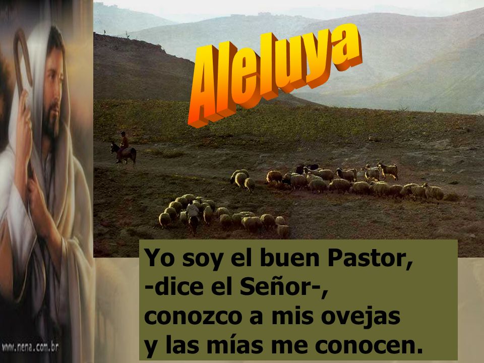 Aleluya Yo soy el buen Pastor, -dice el Señor-, conozco a mis ovejas y las mías me conocen.