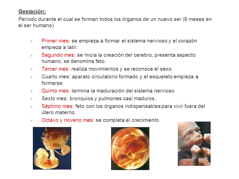 Gestación: Periodo durante el cual se forman todos los órganos de un nuevo ser (9 meses en el ser humano)