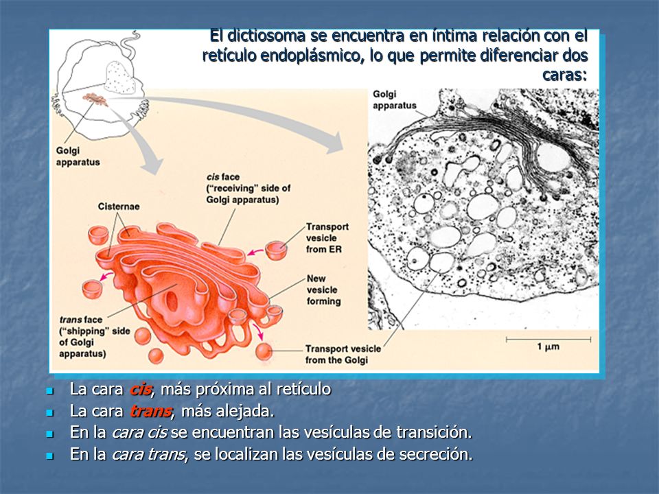 El dictiosoma se encuentra en íntima relación con el retículo endoplásmico, lo que permite diferenciar dos caras: