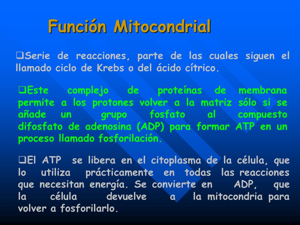 Función Mitocondrial Serie de reacciones, parte de las cuales siguen el llamado ciclo de Krebs o del ácido cítrico.