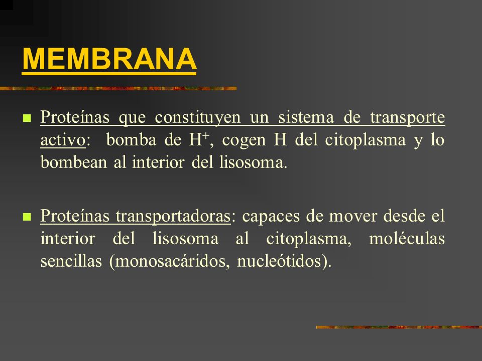 MEMBRANA Proteínas que constituyen un sistema de transporte activo: bomba de H+, cogen H del citoplasma y lo bombean al interior del lisosoma.