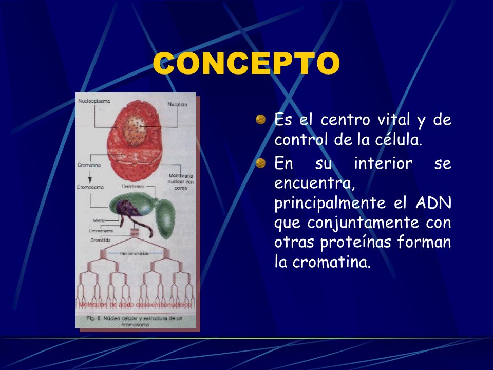 CONCEPTO Es el centro vital y de control de la célula.
