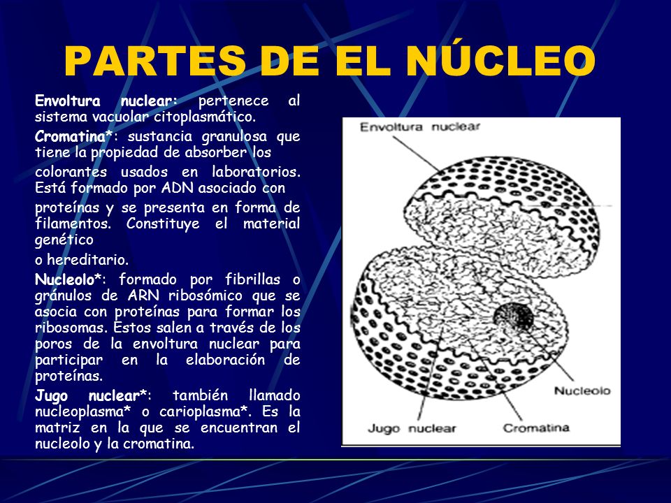 PARTES DE EL NÚCLEO Envoltura nuclear: pertenece al sistema vacuolar citoplasmático.