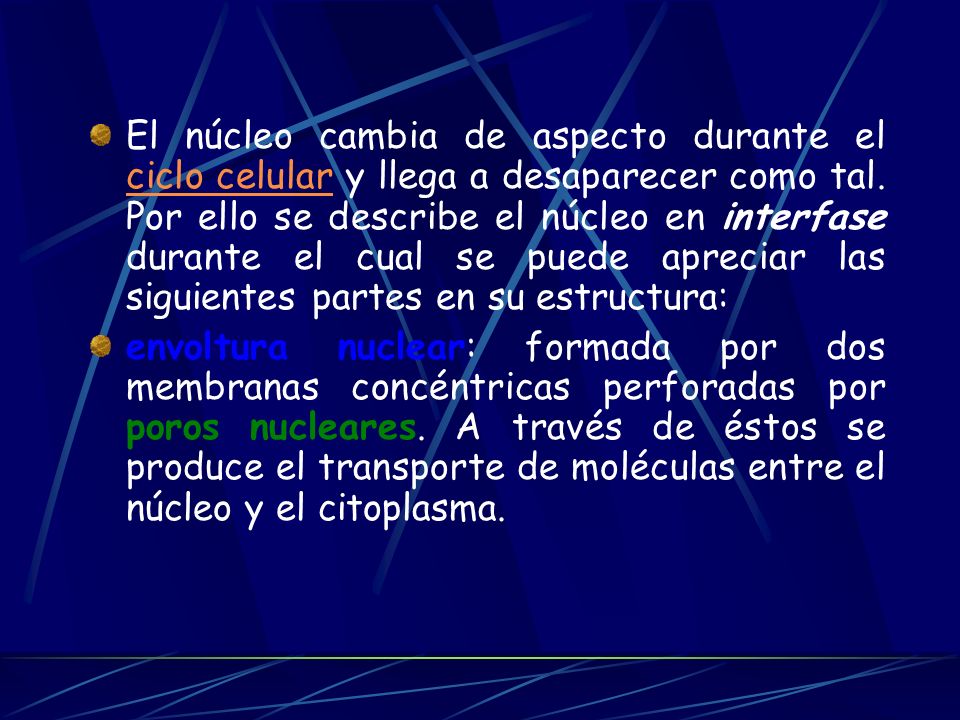 El núcleo cambia de aspecto durante el ciclo celular y llega a desaparecer como tal. Por ello se describe el núcleo en interfase durante el cual se puede apreciar las siguientes partes en su estructura: