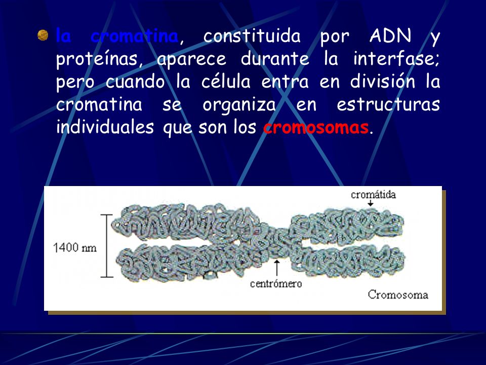 la cromatina, constituida por ADN y proteínas, aparece durante la interfase; pero cuando la célula entra en división la cromatina se organiza en estructuras individuales que son los cromosomas.