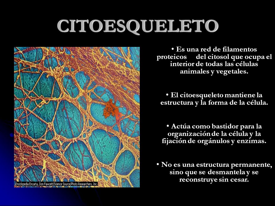 El citoesqueleto mantiene la estructura y la forma de la célula.