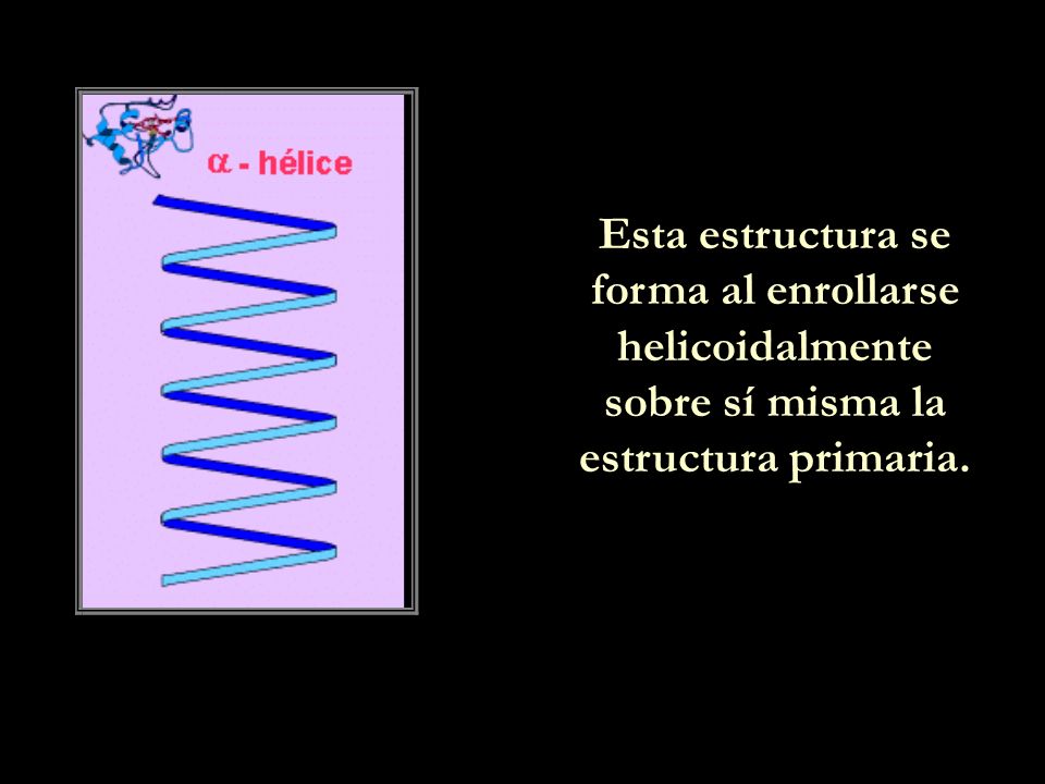 Esta estructura se forma al enrollarse helicoidalmente sobre sí misma la estructura primaria.