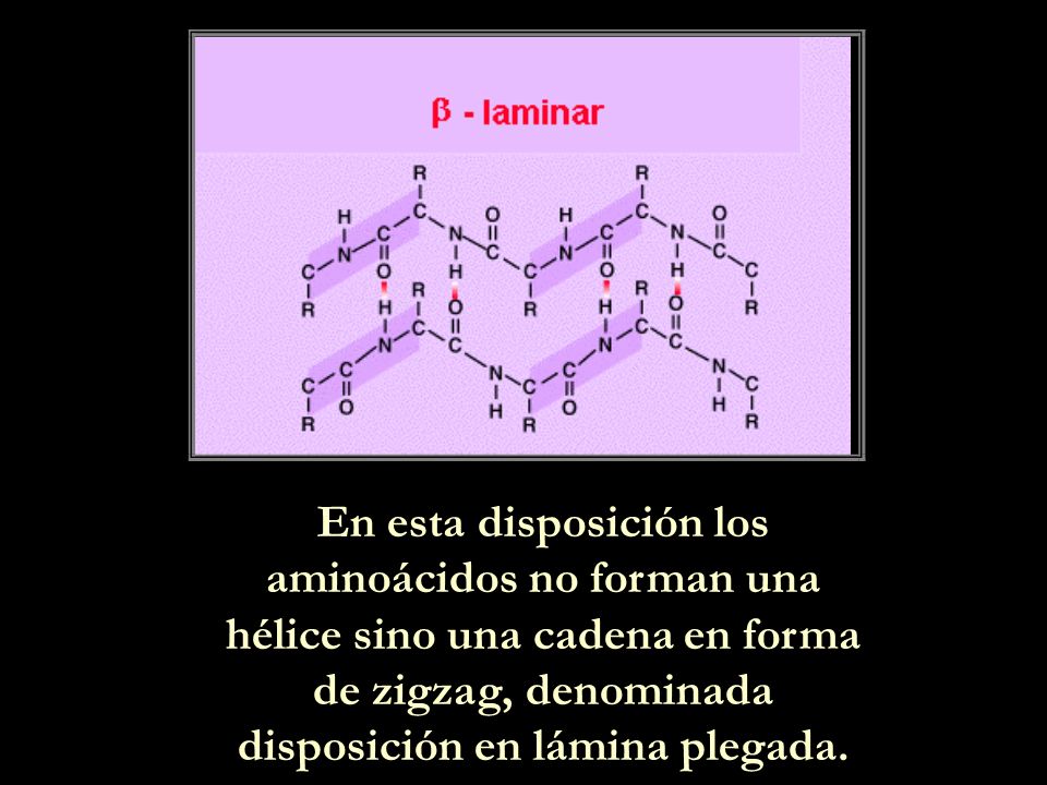 En esta disposición los aminoácidos no forman una hélice sino una cadena en forma de zigzag, denominada disposición en lámina plegada.