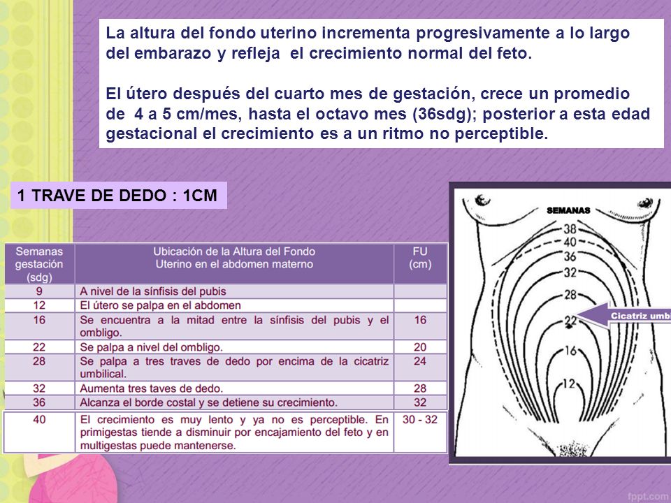 La altura del fondo uterino incrementa progresivamente a lo largo del embarazo y refleja el crecimiento normal del feto.