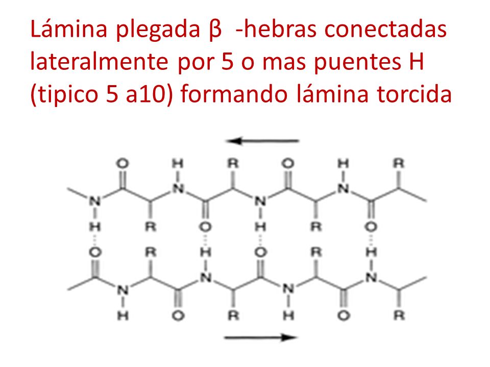 Lámina plegada β -hebras conectadas lateralmente por 5 o mas puentes H (tipico 5 a10) formando lámina torcida