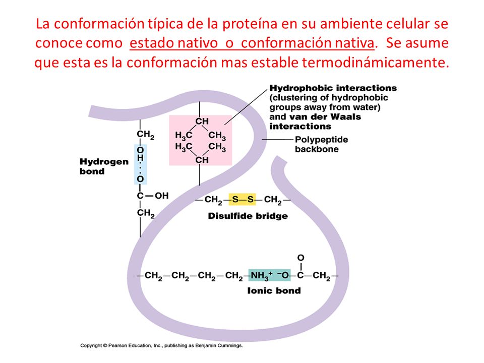 La conformación típica de la proteína en su ambiente celular se conoce como estado nativo o conformación nativa.