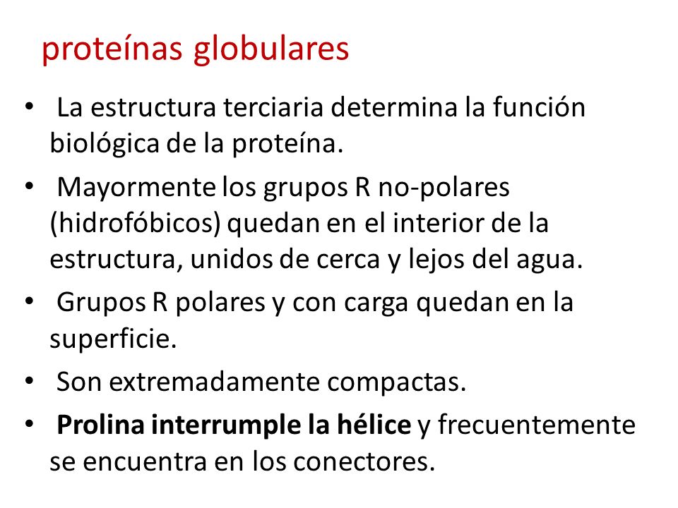 proteínas globulares La estructura terciaria determina la función biológica de la proteína.