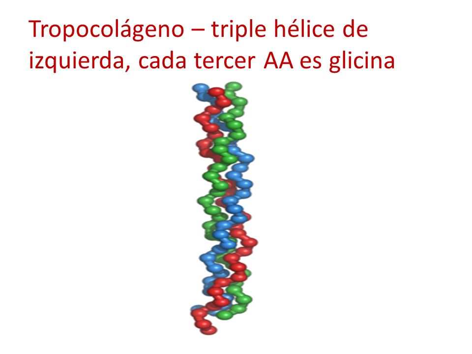Tropocolágeno – triple hélice de izquierda, cada tercer AA es glicina