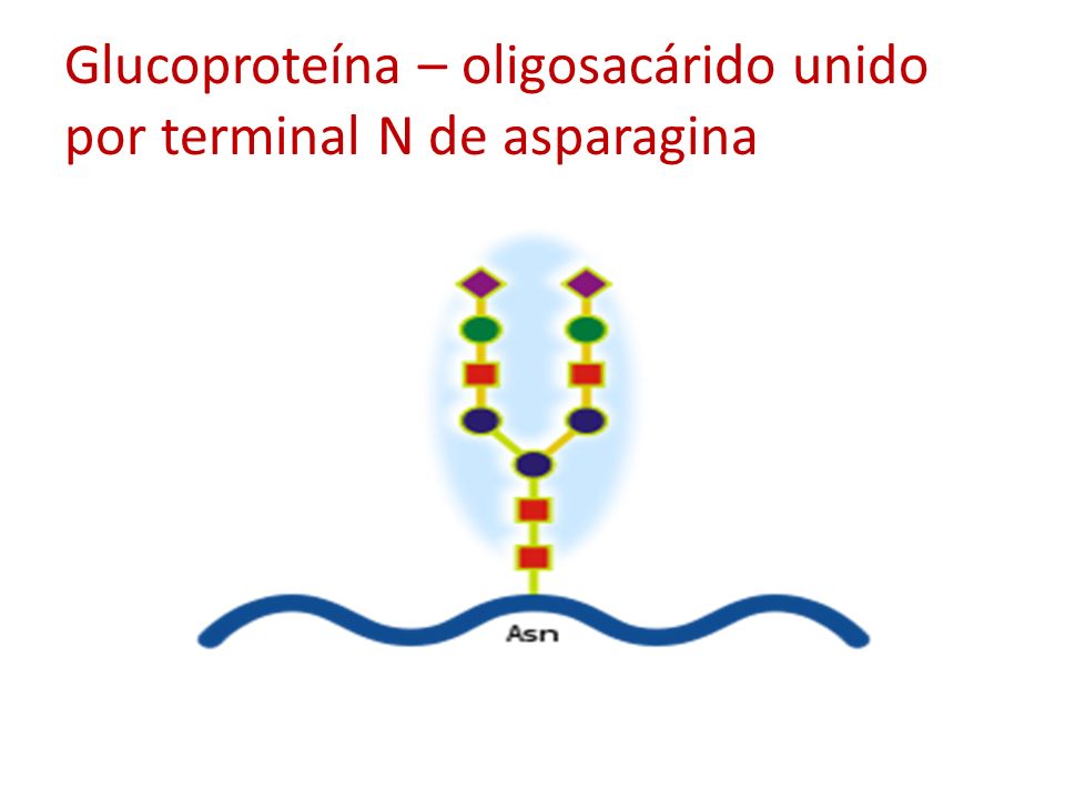 Glucoproteína – oligosacárido unido por terminal N de asparagina