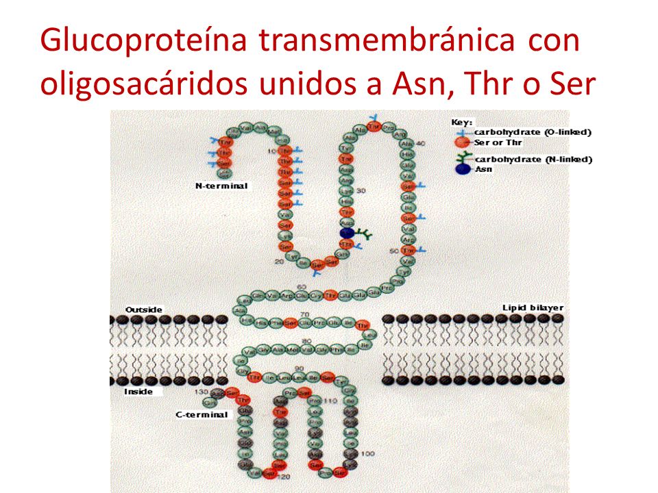 Glucoproteína transmembránica con oligosacáridos unidos a Asn, Thr o Ser