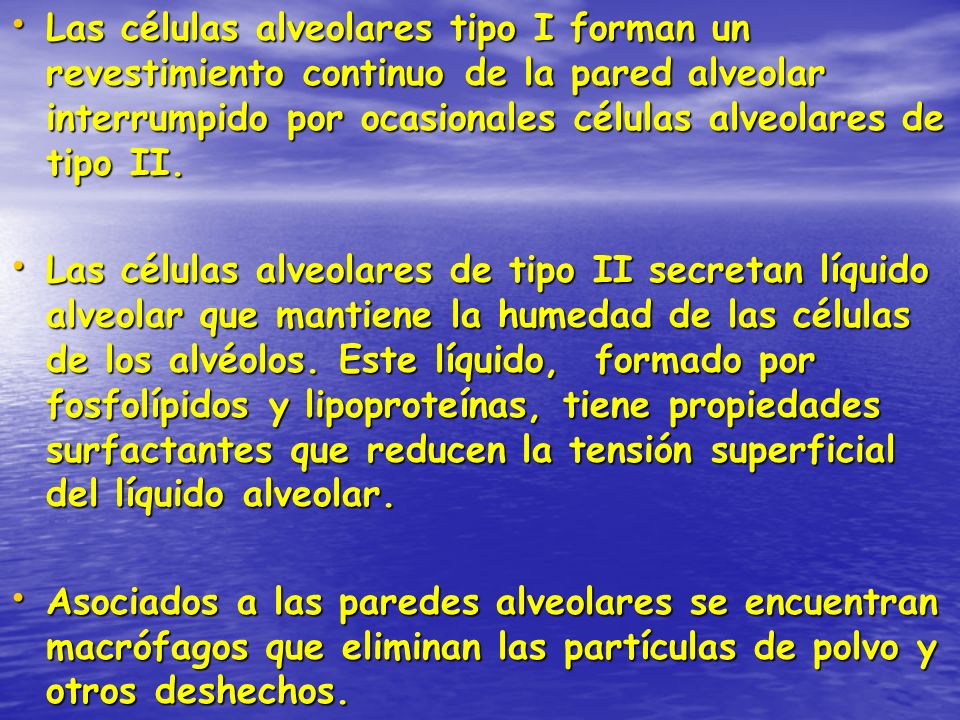 Las células alveolares tipo I forman un revestimiento continuo de la pared alveolar interrumpido por ocasionales células alveolares de tipo II.