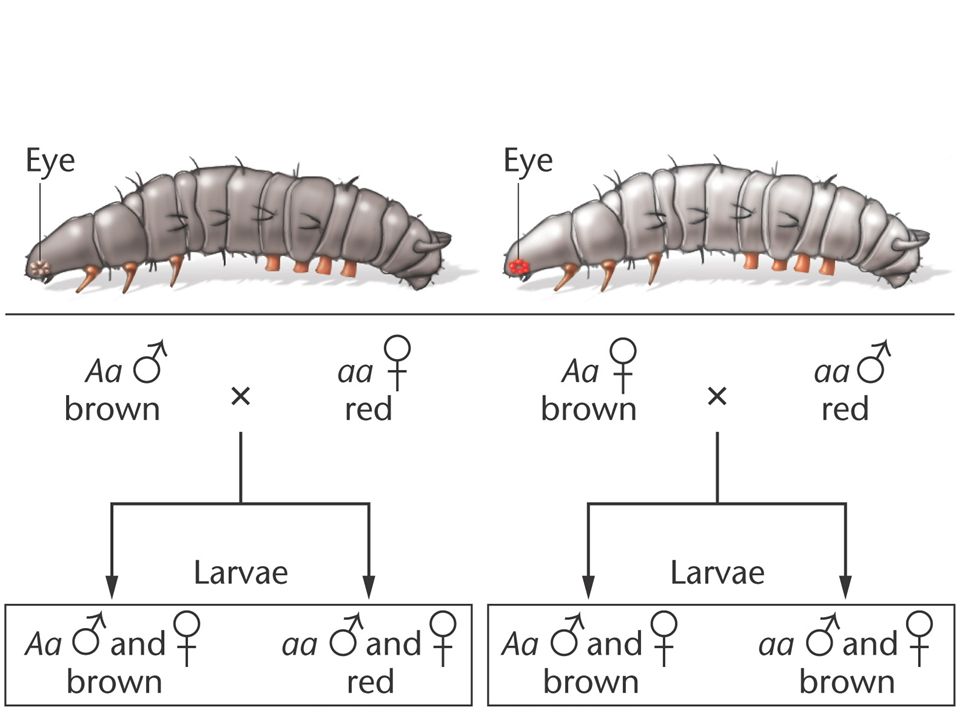 Figure 9-12 Maternal influence in the inheritance of eye pigment in the meal moth Ephestia kuehniella (polilla de la harina). Multiple light receptor structures (eyes) are present on each side of the anterior portion of larvae.
