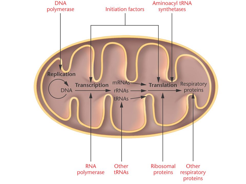 Figure 9-8 Gene products that are essential to mitochondrial function