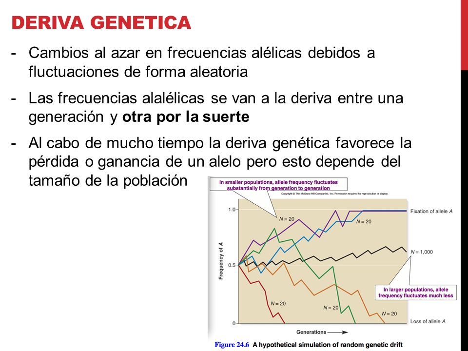 Deriva genetica Cambios al azar en frecuencias alélicas debidos a fluctuaciones de forma aleatoria.