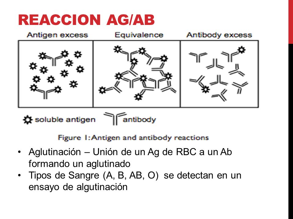 ReACCION AG/AB Aglutinación – Unión de un Ag de RBC a un Ab formando un aglutinado.