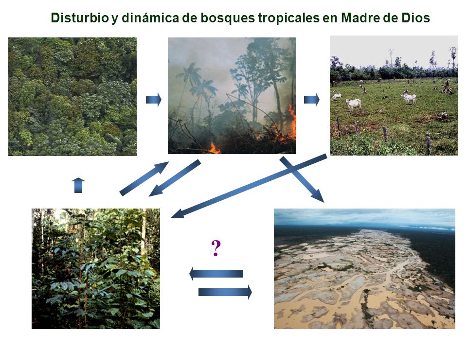 Disturbio y dinámica de bosques tropicales en Madre de Dios