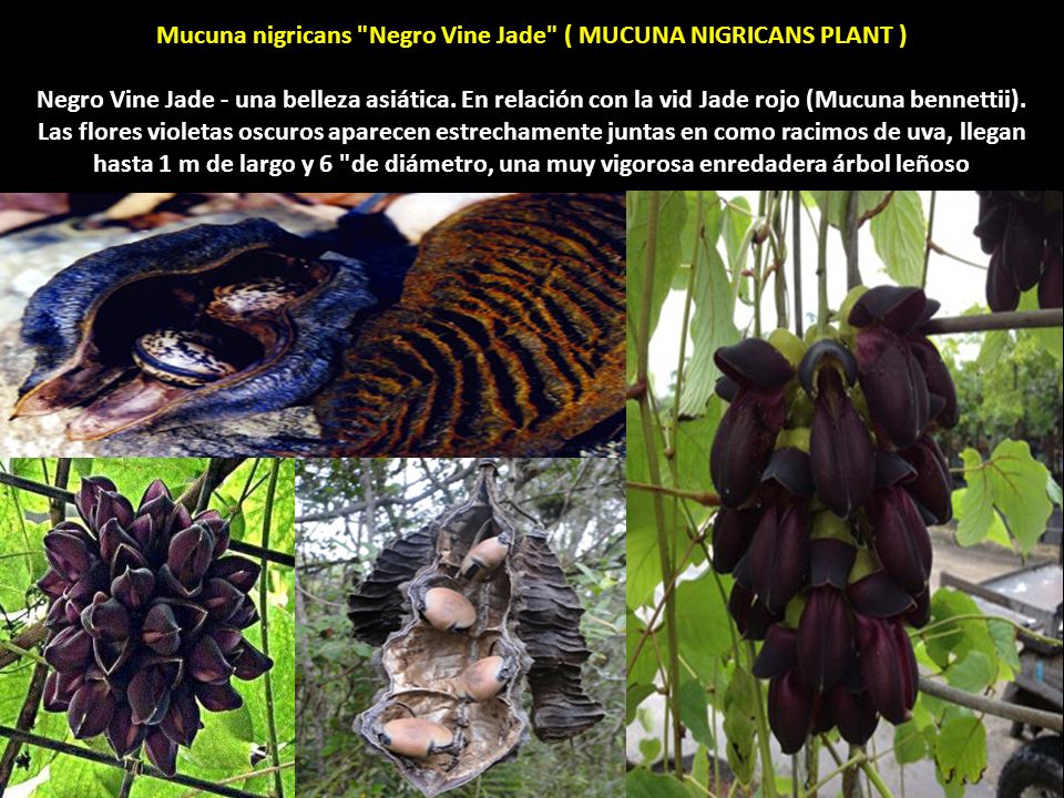 Mucuna nigricans Negro Vine Jade ( MUCUNA NIGRICANS PLANT )