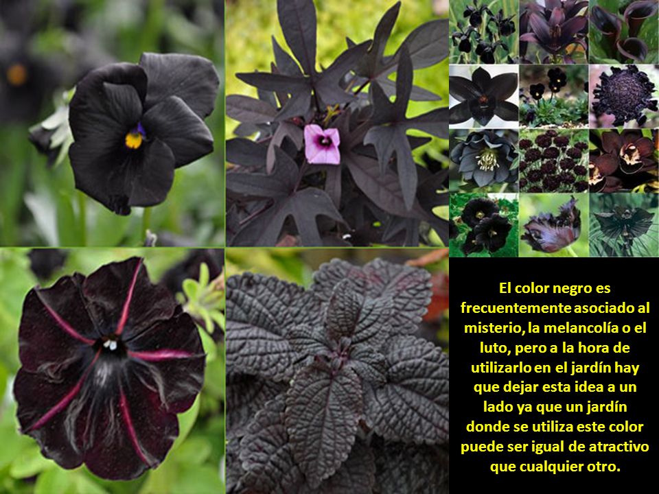 El color negro es frecuentemente asociado al misterio, la melancolía o el luto, pero a la hora de utilizarlo en el jardín hay que dejar esta idea a un lado ya que un jardín donde se utiliza este color puede ser igual de atractivo que cualquier otro.