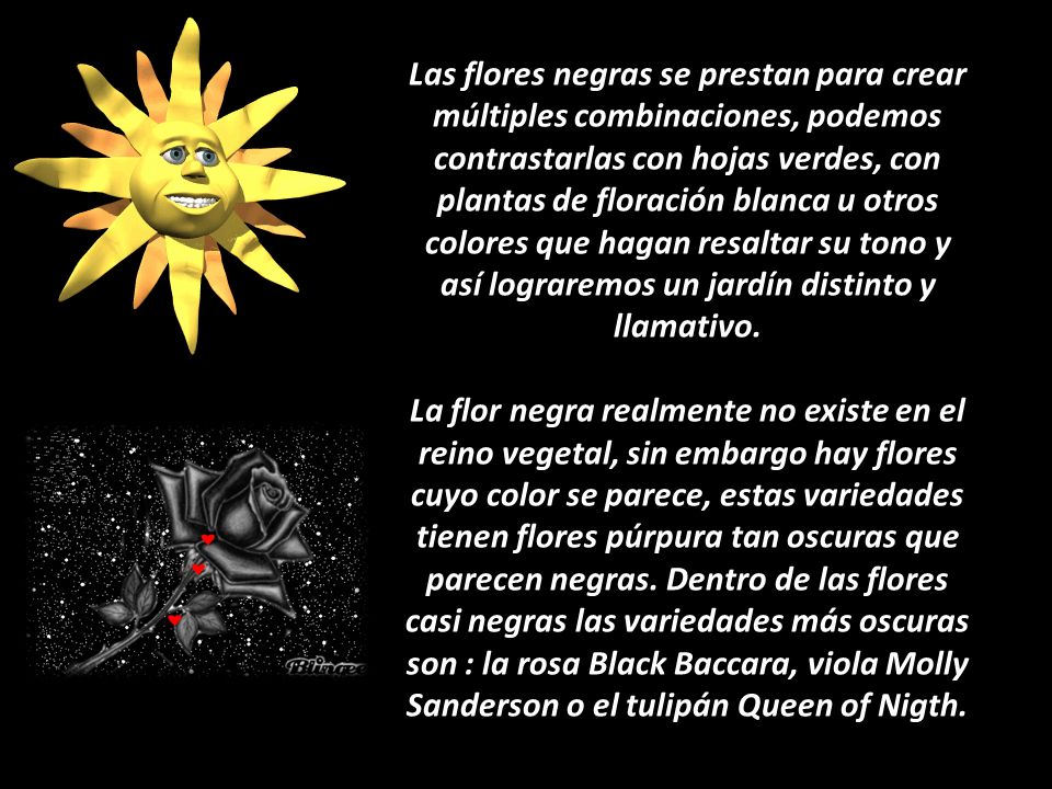 Las flores negras se prestan para crear múltiples combinaciones, podemos contrastarlas con hojas verdes, con plantas de floración blanca u otros colores que hagan resaltar su tono y así lograremos un jardín distinto y llamativo.