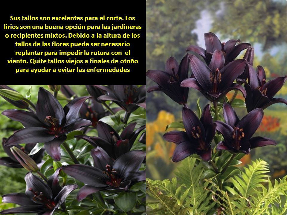 Sus tallos son excelentes para el corte