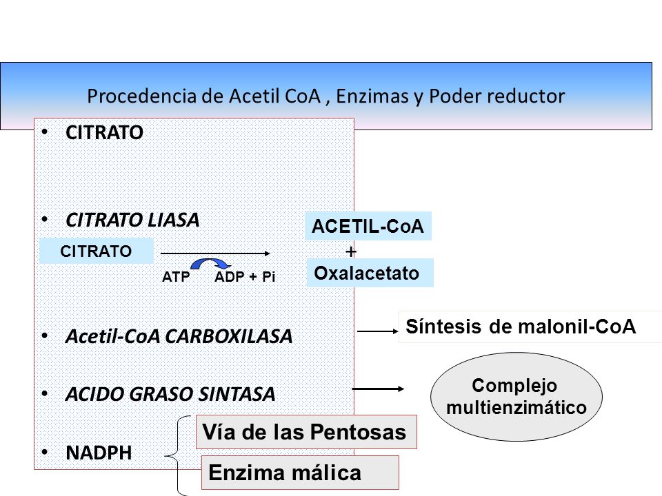 Procedencia de Acetil CoA , Enzimas y Poder reductor