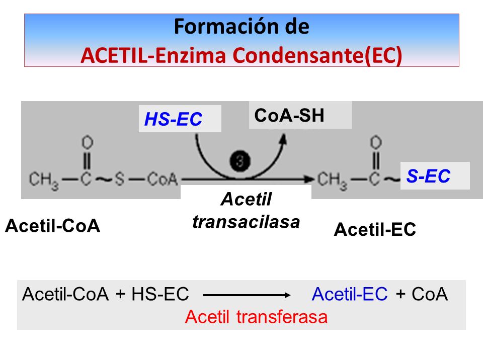 Formación de ACETIL-Enzima Condensante(EC) 1°) Adición del grupo acetilo