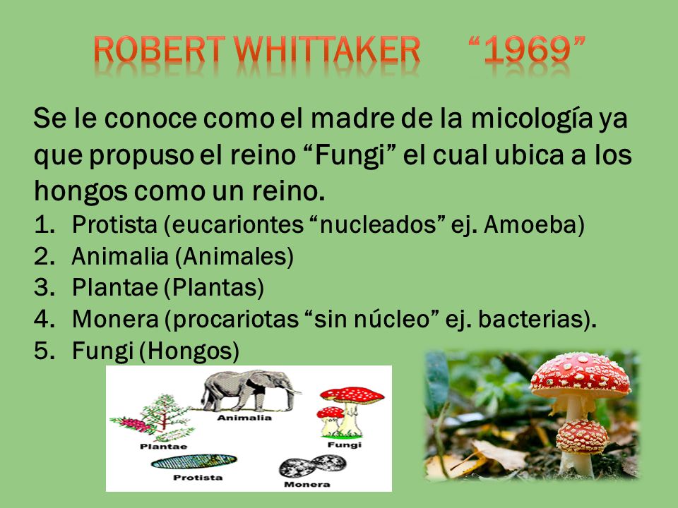 ROBERT WHITTAKER 1969 Se le conoce como el madre de la micología ya que propuso el reino Fungi el cual ubica a los hongos como un reino.