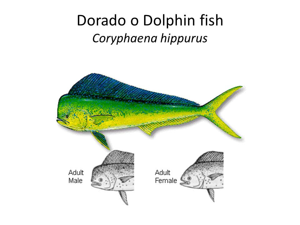 Dorado o Dolphin fish Coryphaena hippurus