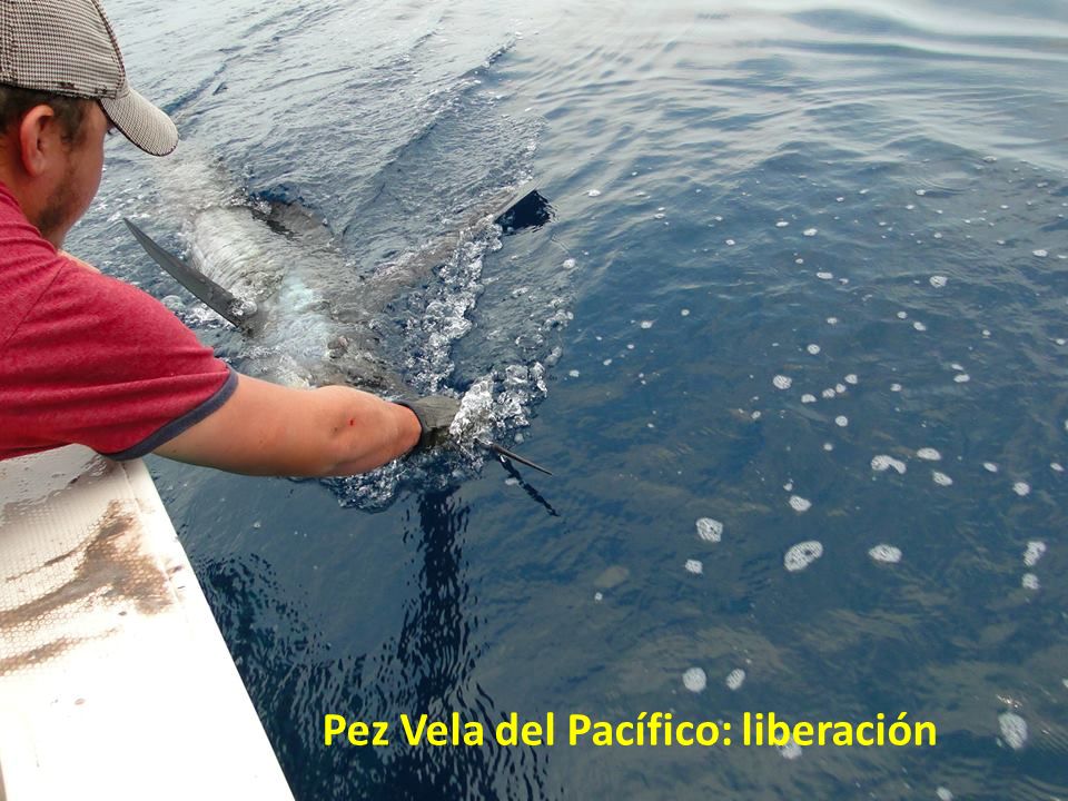 Pez Vela del Pacífico: liberación