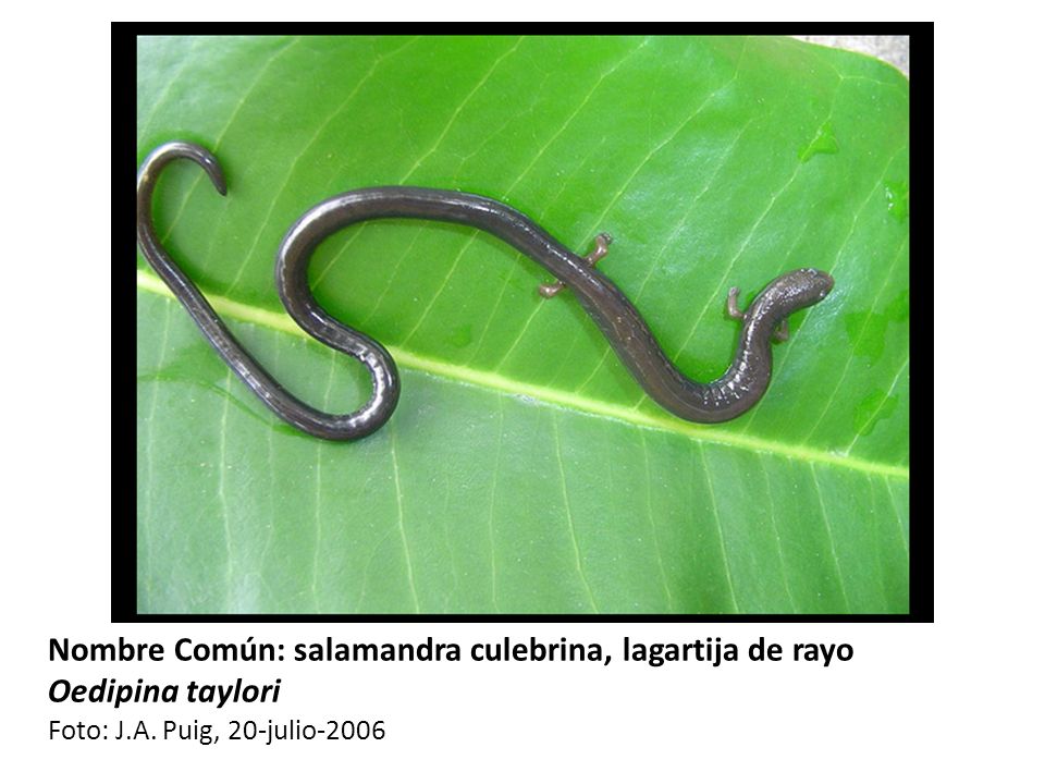 Nombre Común: salamandra culebrina, lagartija de rayo Oedipina taylori