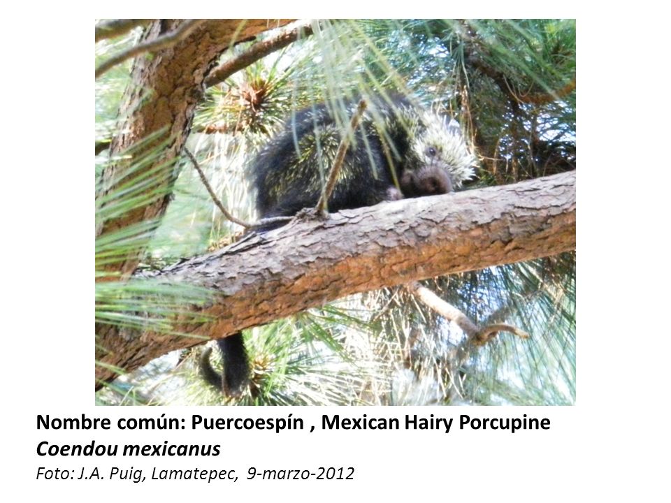 Nombre común: Puercoespín , Mexican Hairy Porcupine Coendou mexicanus