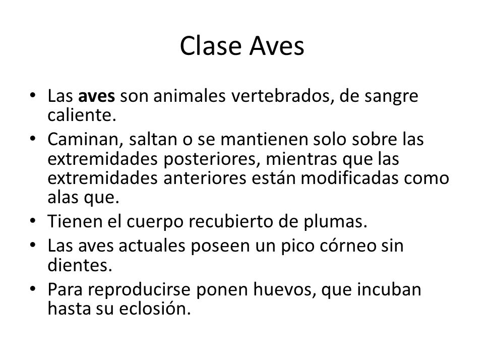 Clase Aves Las aves son animales vertebrados, de sangre caliente.