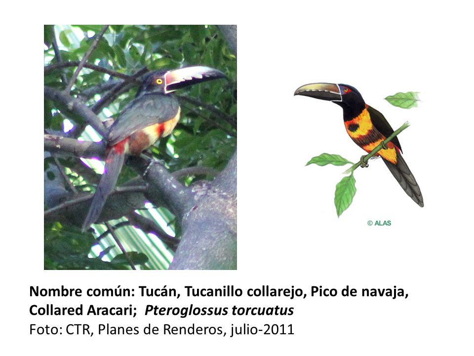 Nombre común: Tucán, Tucanillo collarejo, Pico de navaja, Collared Aracari; Pteroglossus torcuatus