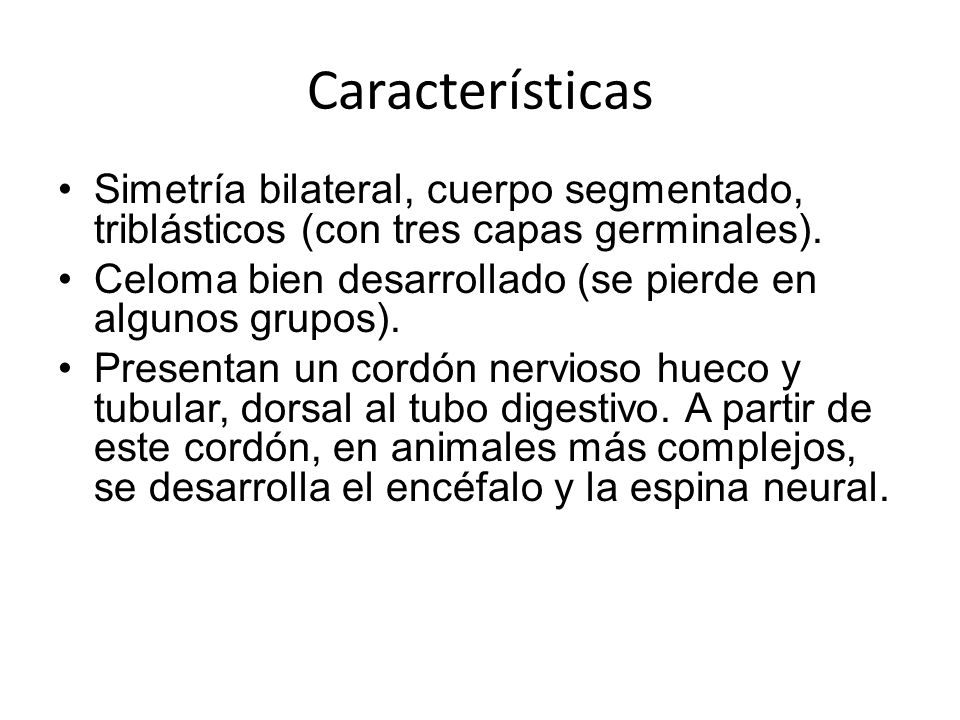 Características Simetría bilateral, cuerpo segmentado, triblásticos (con tres capas germinales).