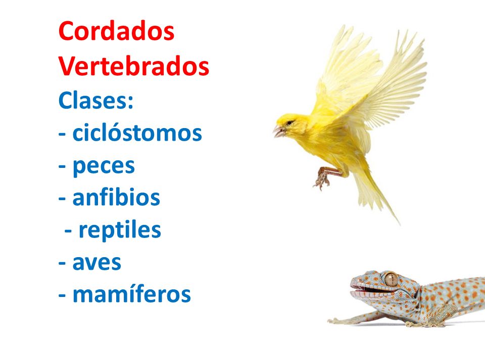Cordados Vertebrados Clases: - ciclóstomos - peces - anfibios - reptiles - aves - mamíferos