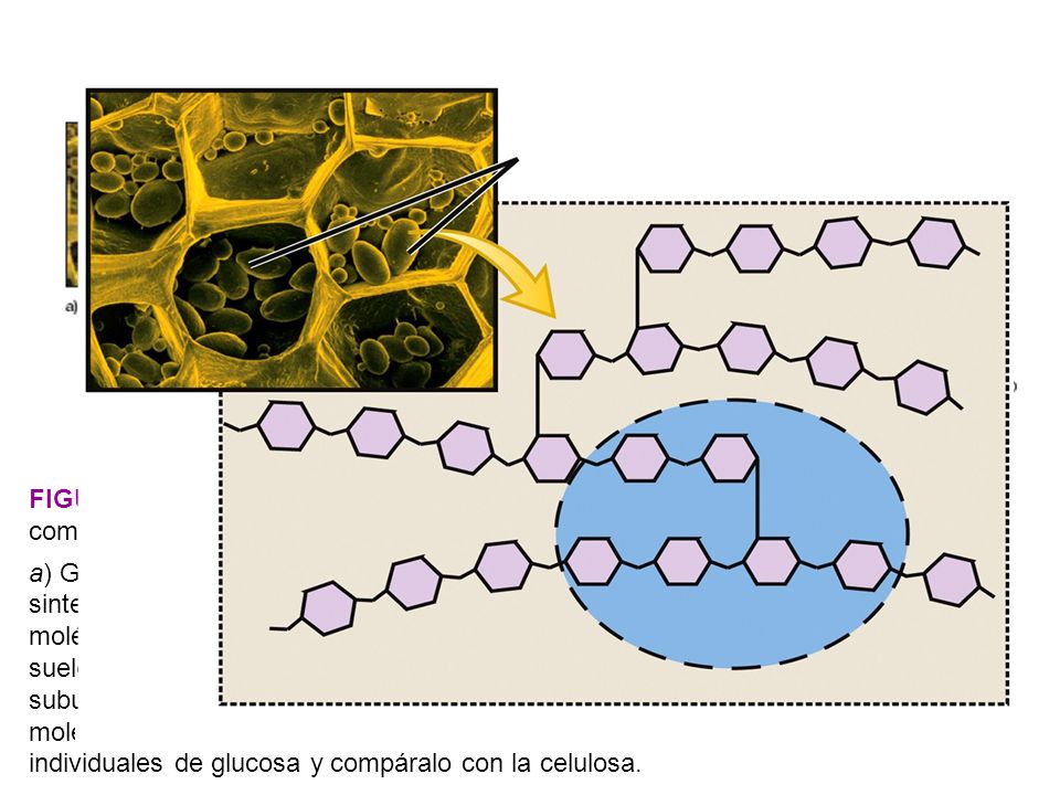 FIGURA 3-8 El almidón es un polisacárido para almacenar energía y está compuesto por subunidades de glucosa