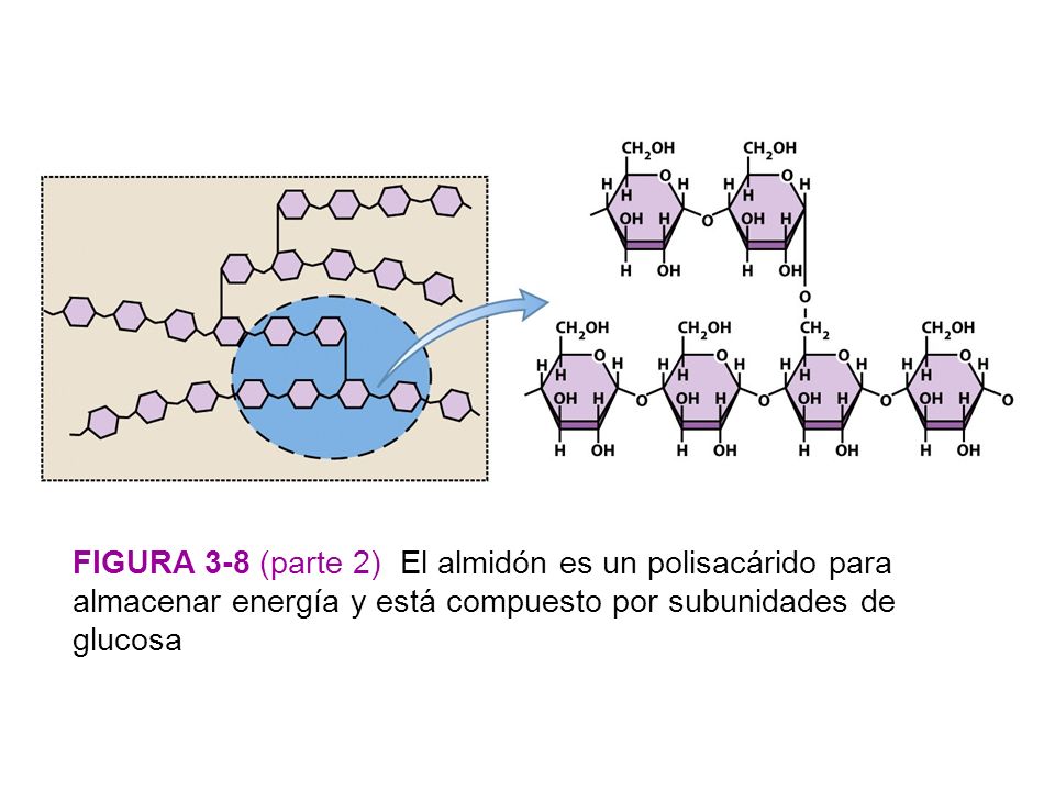 FIGURA 3-8 (parte 2) El almidón es un polisacárido para almacenar energía y está compuesto por subunidades de glucosa