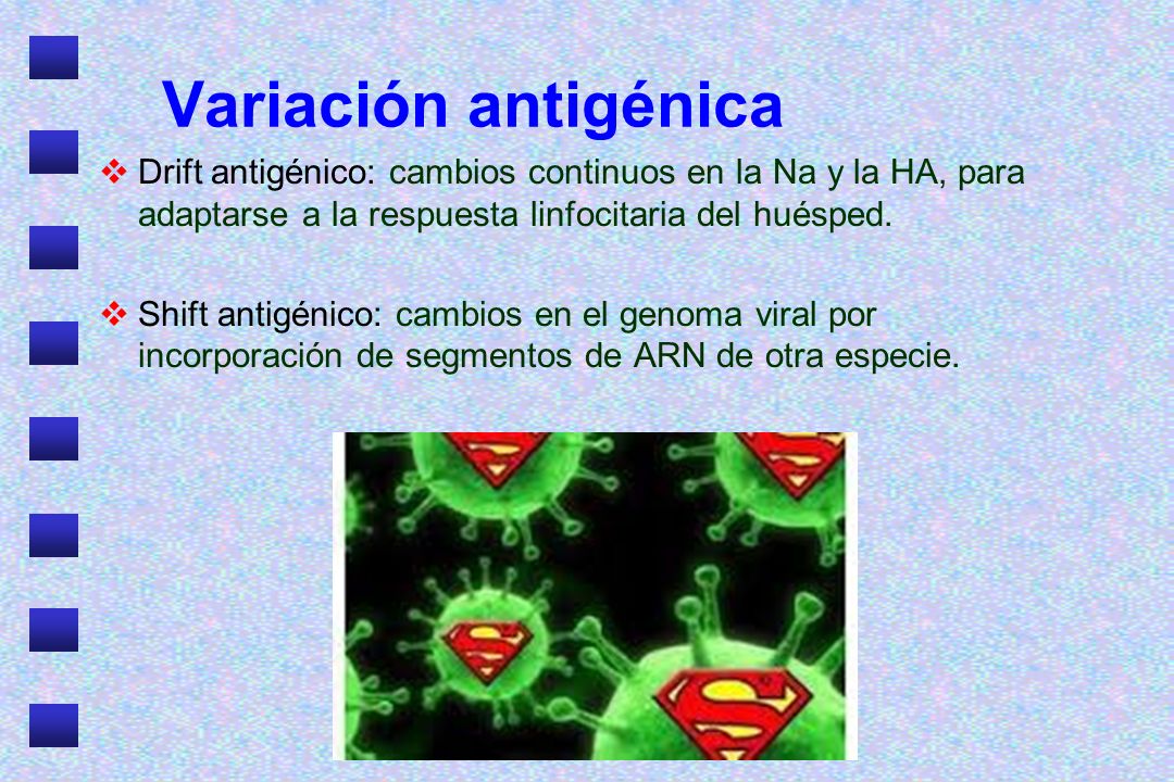 Variación antigénica Drift antigénico: cambios continuos en la Na y la HA, para adaptarse a la respuesta linfocitaria del huésped.